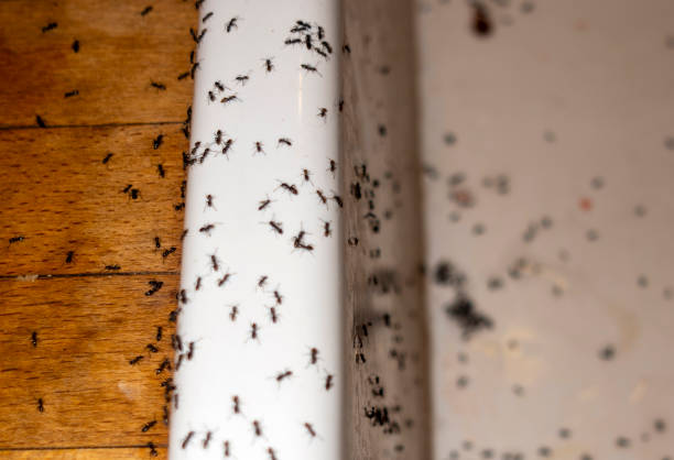 Best Flea Control Services  in Sulphur Springs, AR