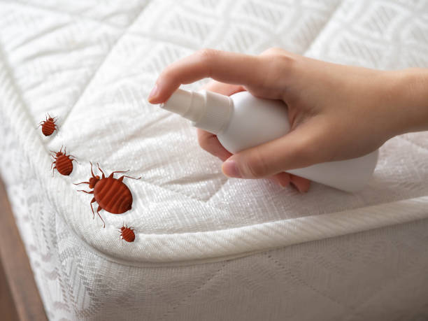Best Termite Control Services  in Sulphur Springs, AR
